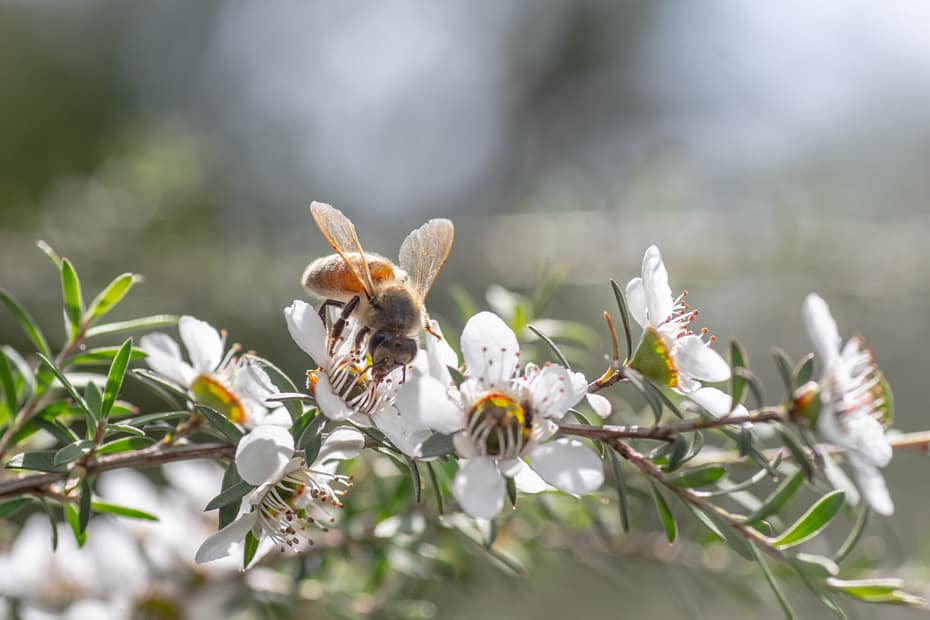 New Zealand Manuka flower