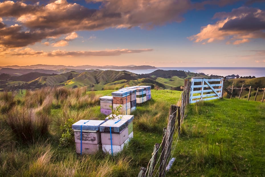Honey hives New Zealand